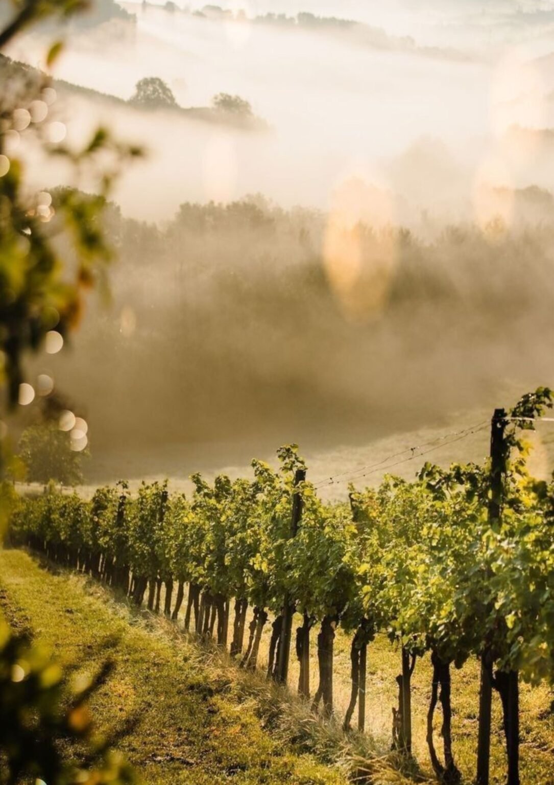 wine tour à Argelès-sur-mer